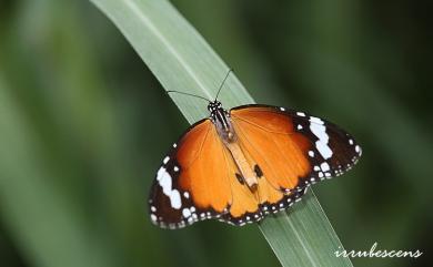 Danaus chrysippus (Linnaeus, 1758) 金斑蝶