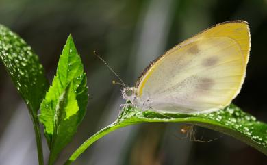 Pieris rapae crucivora Boisduval, 1836 白粉蝶