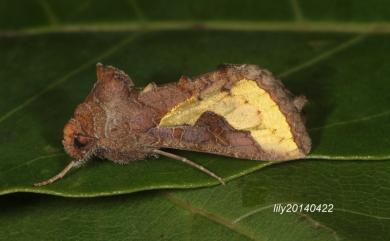 Thysanoplusia orichalcea (Fabricius, 1775) 弧金翅夜蛾