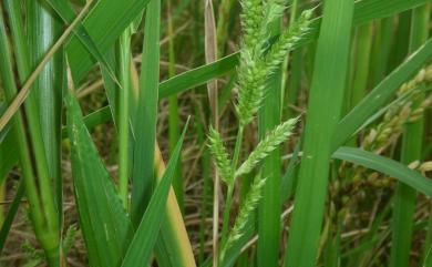 Echinochloa crus-galli 稗