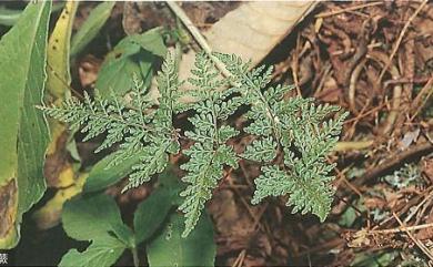 Cheilanthes tenuifolia (Burm.f.) Sw. 薄葉碎米蕨