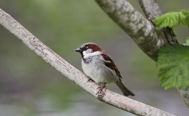 Passer domesticus (Linnaeus, 1758) 家麻雀