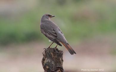 Turdus ruficollis Pallas, 1776 赤頸鶇