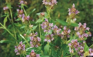 Prunella vulgaris subsp. asiatica 夏枯草