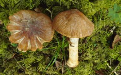 Cortinarius elatior 高絲膜菌