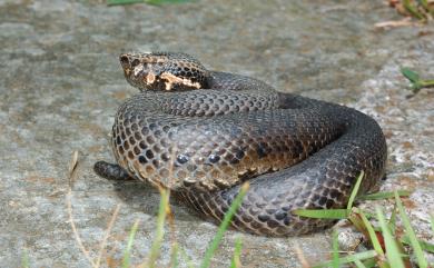 Trimeresurus gracilis Oshima, 1920 菊池氏龜殼花