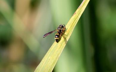 Apodynerus formosensis (Schulthess, 1934) 臺灣窄腰蜾蠃