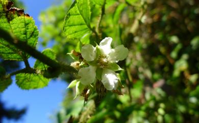 Rubus wallichianus Wight & Arn. 鬼懸鉤子