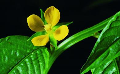 Ludwigia epilobioides Maxim. 假柳葉菜