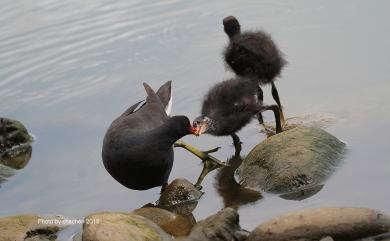 Gallinula chloropus (Linnaeus, 1758) 紅冠水雞