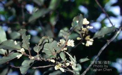 Elaeagnus glabra Thunb. 藤胡頹子