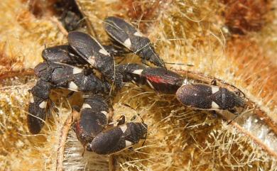 Oxycarenus lugubris (Motschulsky, 1859) 黑斑尖長蝽