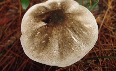 Agaricus moelleri 細褐鱗蘑菇