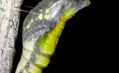 Papilio xuthus Linnaeus, 1767 柑橘鳳蝶