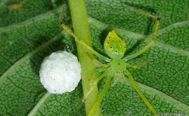 Chrysso foliata L. Koch, 1878 斑點金姬蛛