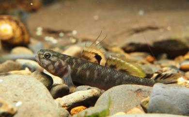 Mugilogobius abei (Jordan & Snyder, 1901) 阿部氏鯔鰕虎