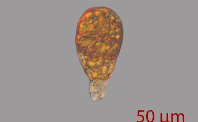 Barbula indica (Hook.) Spreng., 1824 小扭口苔