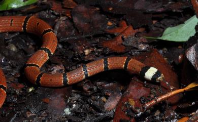 Sinomicrurus swinhoei (Van Denburgh, 1912) 斯文豪氏華珊瑚蛇