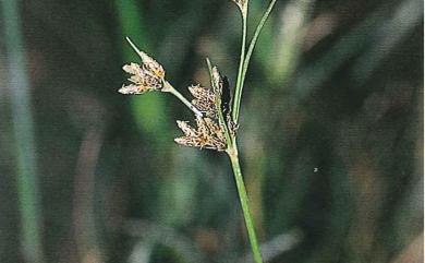 Fimbristylis dichotoma (L.) Vahl 竹子飄拂草