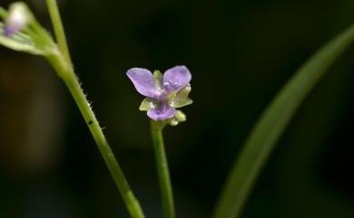 Murdannia spirata (L.) G. Brückn. 矮水竹葉