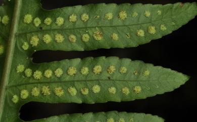 Pteridrys cnemidaria 長柄牙蕨