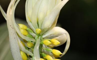 Styloglossum actinomorphum (Fukuy.) T.C. Hsu 輻形根節蘭