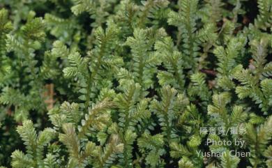 Selaginella remotifolia 疏葉卷柏