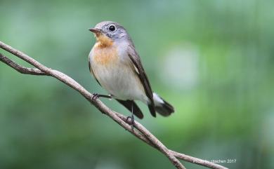 Ficedula parva (Bechstein, 1792) 紅胸鶲