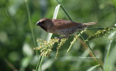 Lonchura punctulata topela (Swinhoe, 1863) 斑文鳥