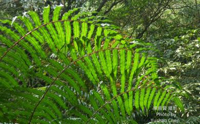 Alsophila podophylla Hook. 鬼桫欏