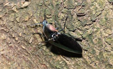 Campsosternus auratus (Drury, 1773) 大青叩頭蟲