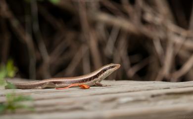 Eutropis longicaudata (Hallowell, 1856) 長尾真稜蜥