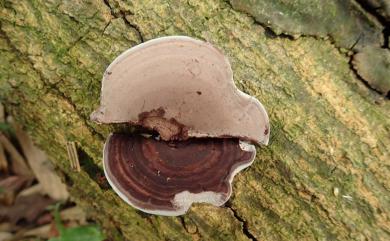 Nigroporus vinosus (Berk.) Murr. 紫紅黑孔菌