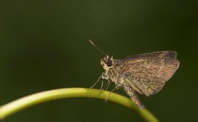 Aeromachus bandaishanus Murayama & Shimonoya, 1968 萬大弧弄蝶