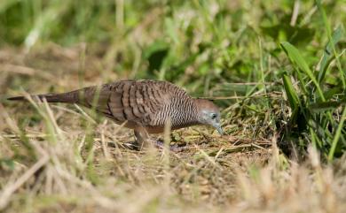 Geopelia striata (Linnaeus, 1766) 斑馬鳩