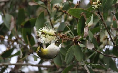 Zosterops japonicus Temminck & Schlegel, 1847 日菲繡眼