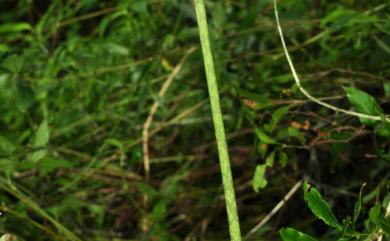 Amorphophallus hirtus 密毛魔芋