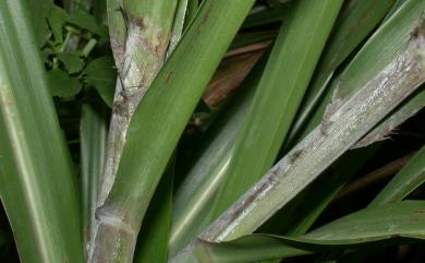 Miscanthus floridulus (Labill.) Warb. ex K.Schum. & Lauterb. 五節芒