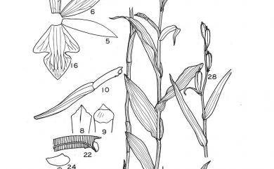 Cephalanthera longifolia (L.) Fritsch 高山頭蕊蘭
