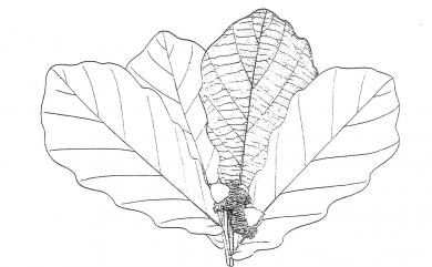 Quercus dentata Thunb. 槲樹