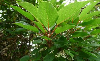 Actinidia rufa (Siebold & Zucc.) Planch. ex Miq. 山梨獼猴桃