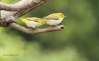 Zosterops japonicus Temminck & Schlegel, 1847 日菲繡眼