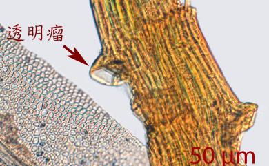 Fissidens crispulus Brid., 1819 黃葉鳳尾苔