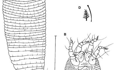 Phyllocoptes multilinea Huang, 2001 多線葉刺節蜱