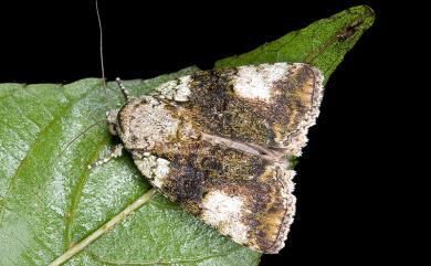 Blenina chlorophila Hampson, 1905