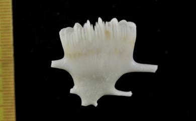 Caryophyllia grayi (Milne Edwards & Haime, 1848) 灰脊葵珊瑚