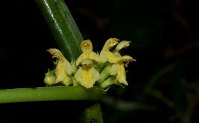 Paraphlomis javanica (Blume) Prain 假糙蘇