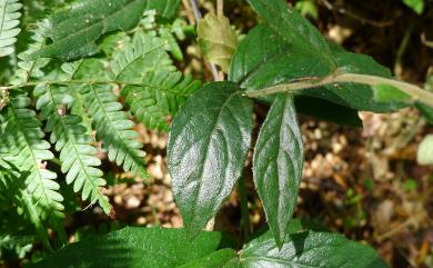 Blumea riparia var. megacephala Randeria 大頭艾納香