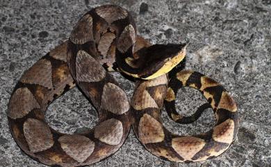 Deinagkistrodon acutus (Günther, 1888) 百步蛇
