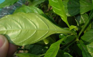 Crossandra infundibuliformis 鳥尾花